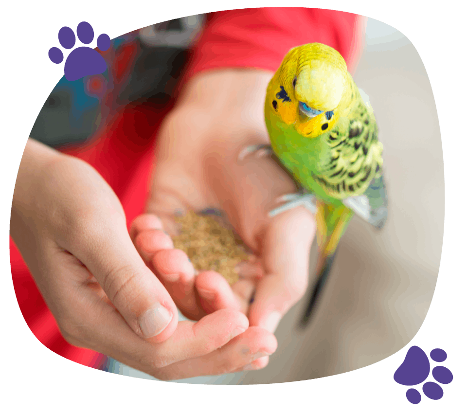 Bird eating from hands of owner