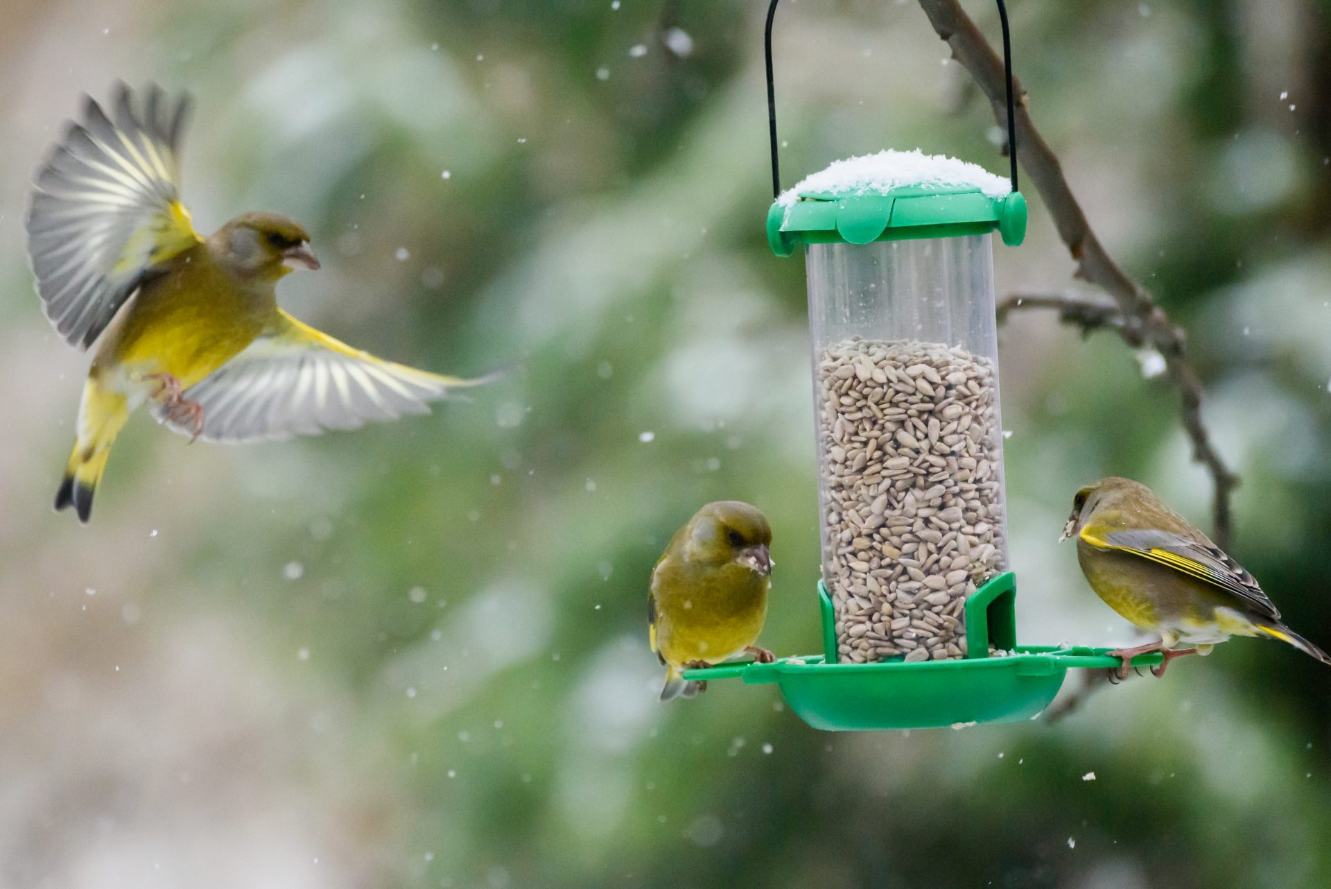 Birds with grains as food for them