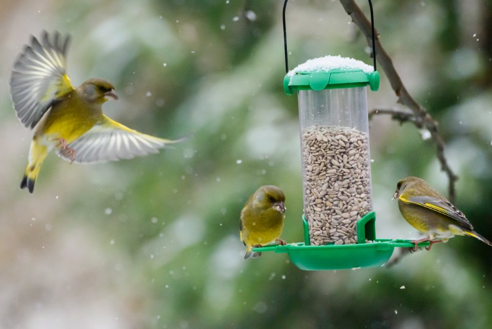  Birds with grains