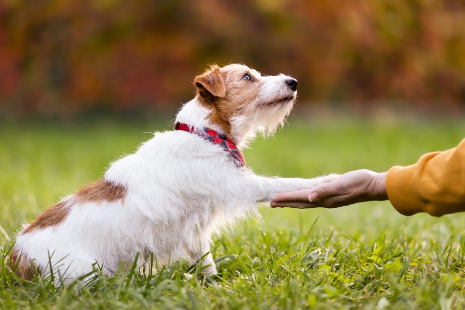 Dog shaking hands with person