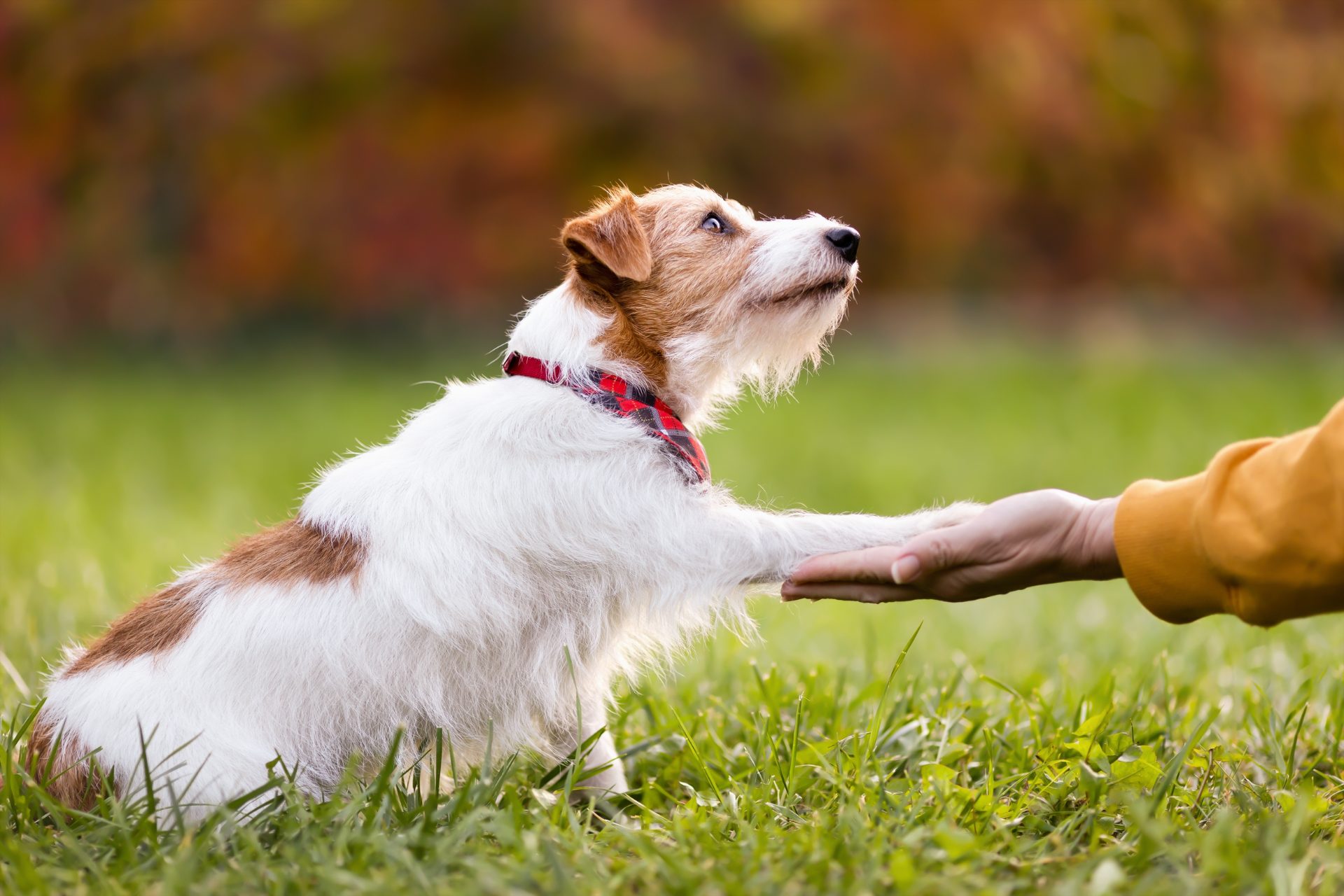 Dog shaking hands with human